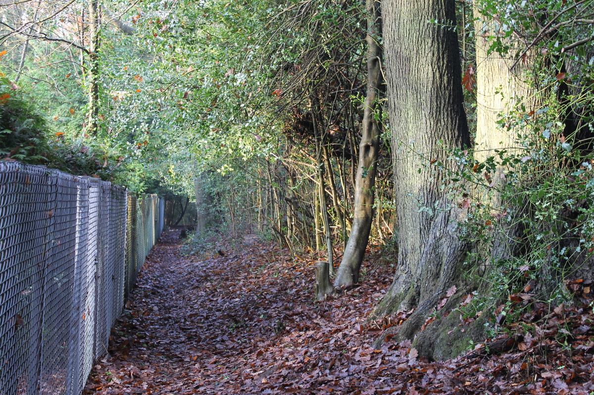 footpath after recent scrub clearance by FoD